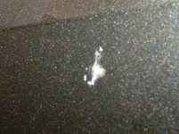 Picazo blanco.jpg