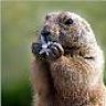 Marmota_Kanalla